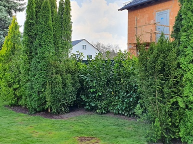 Hecke erneuern-Nachher